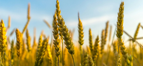 A wheat field on a sunny day